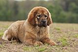 DOGUE DU TIBET 795